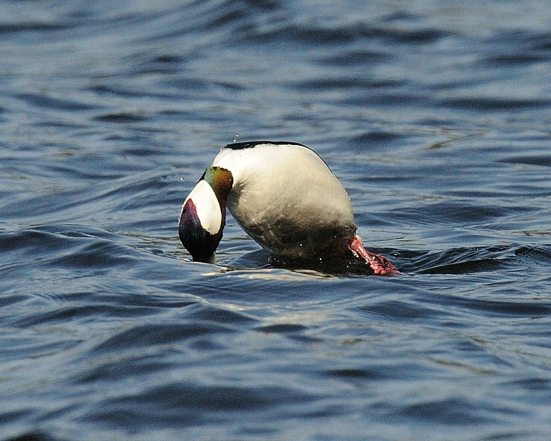 This bufflehead was captured at the start of a dive. It has powered itself partially out of the water with its feet and has arched its back in order to dive straight down, getting a little help from gravity. Once fully submerged, its wings and feet are used to navigate underwater. A typical bufflehead dive will last 20-25 seconds.